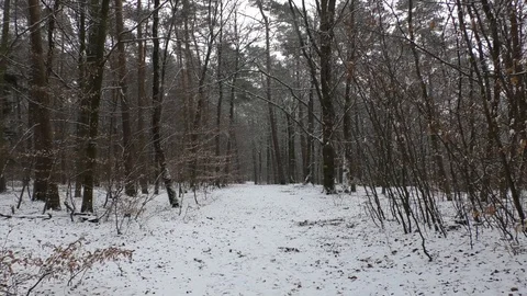 Tilt: Snow-covered forest track in winter, deciduous trees, conifers, snowflakes Stock Footage 101760326