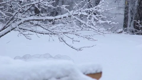 Tilt up on Snow falling on trees in the woods Video stock 76503571
