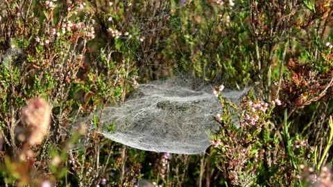 Tilt: Spiderweb in between heather, complex cobweb structures in a heathland Stock Footage 79828332