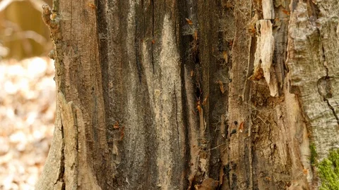Tilt: Split tree trunk with cobwebs, spider silk and withered leaves in spring Stock Footage 128764972