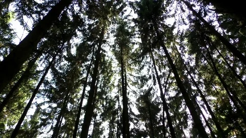 Tilt: Spruce trees in a forest in autum, sunlight shining through tree crowns Stock Footage 81474774
