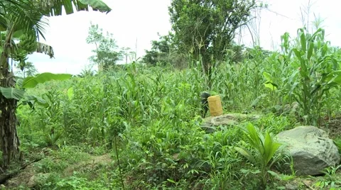 TILT UP FROM STREAM TO FARMER CLEARING WEEDS Stock Footage 59735223