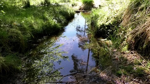 Tilt: Streamlet in the midst of a forest, trees reflecting in the shallow water Stock Footage 76781469