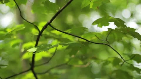 Tilt Up Sumer Trees Stock-Footage 12101647