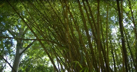 Tilt Up Sun Flares Behind Bamboo Trees, 4K60p Stock Footage 101055654
