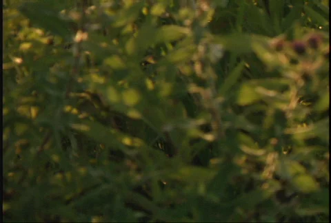 Tilt Up Into Sun Stock Footage 94912