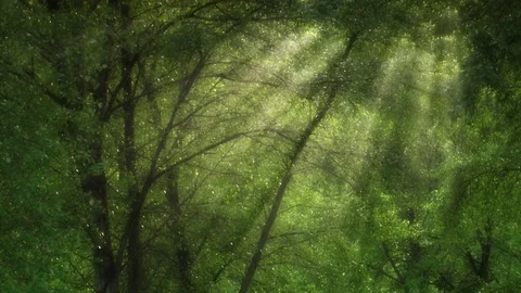 Tilt-up to sun rays slanting through canopy of aspen grove Stock Footage 81190403