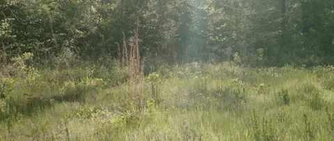 Tilt Up to Sun Shining Through Trees with Beam and Lens Flare Video stock 133017464