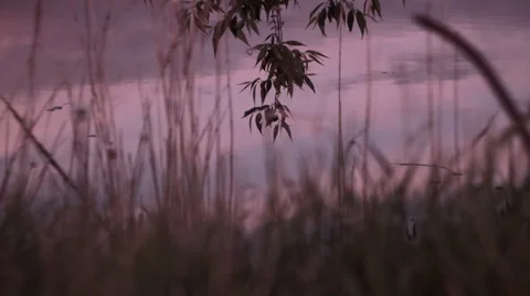 Tilt sunset lake Stock Footage 62972197