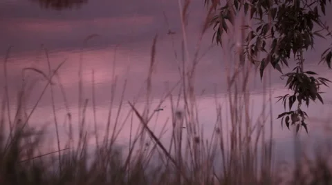 Tilt sunset lake Video stock 62973711