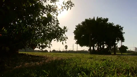 Tilt up to sunshine and trees Stock Footage 34085259