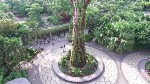 Tilt of Super Tree in Gardens by the Bay, Singapore Stock Footage 131225809