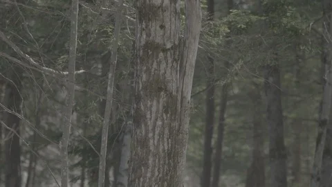 Tilt up tall tree Stock Footage 114179614