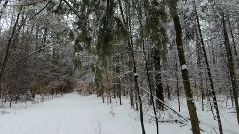 Tilt up through a forest in the winter time Stock Footage 144198717