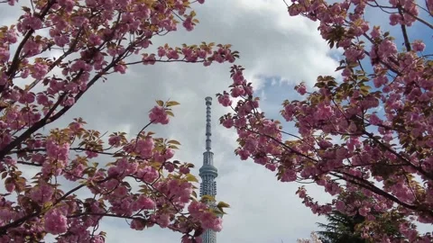 Tilt up on Tokyo Sky Tree, cherry blossoms in foreground. Stock Footage 182291925