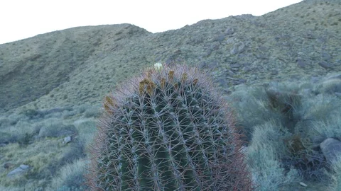 Tilt up to top of Barrel Cactus. Indian Canyons, Palm Springs, California, USA. Video stock 101354526