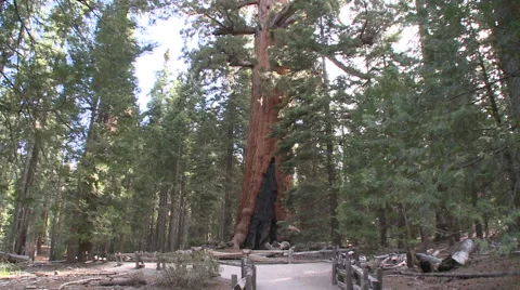 Tilt Up tp Ginat Redwoods Stock Footage 54712330