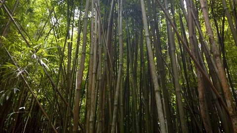 Tilt tracking motion of the bamboo forest in Maui,Hawaii,USA Stock Footage 119539059