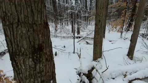 Tilt up tracking through a forest in the winter time Stock Footage 144198753