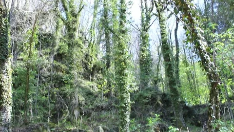 Tilt up from the trail to the sky Stock Footage 75206365