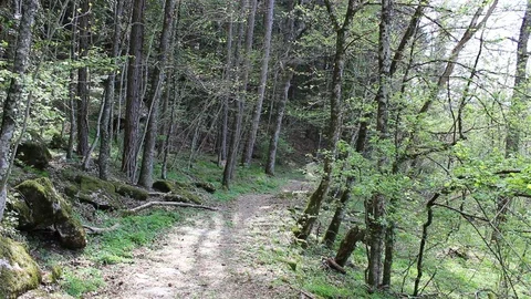 Tilt up from the trail to the top of the trees Stock Footage 75208849