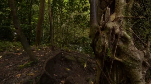 Tilt up to tree canopy in tropical rainforest - Oahu Hawaii Stock Footage 82796287