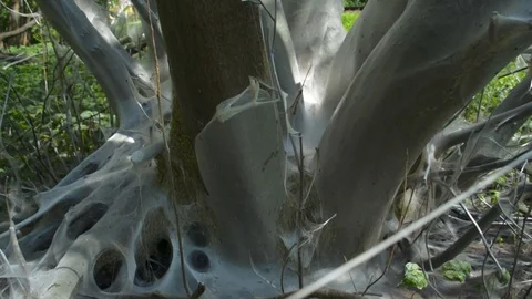 Tilt-up of a tree completely covered in web made by bird-cherry moth larva worms 動画素材 90613652