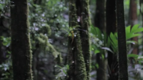 Tilt of a tree in the forest 库存影片 89778416