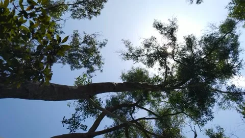 Tilt up tree in the jungle Video stock 169357412