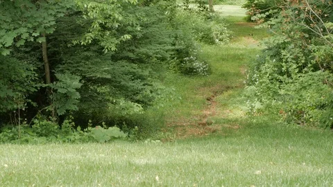 Tilt up tree path into forest Stock Footage 109103442