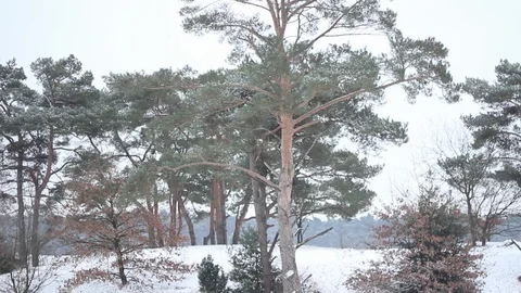Tilt up of tree in snow covered natural park. Vídeos de archivo 101685732