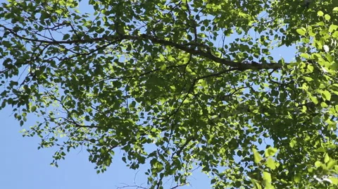Tilt from tree tops to a trail leading into the forest Stock Footage 40361159