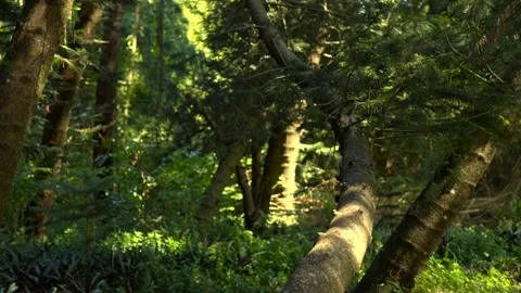 Tilt Up of Tree Trunk in Forest with Natural Light Vídeos de archivo 327566649