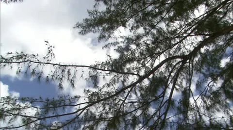 Tilt from tree to view beach and ocean Stock Footage 22663659
