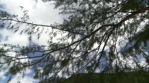 Tilt from tree to view beach and ocean Stock-Footage 22663672