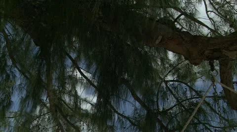 Tilt from trees to Lady in hammock on beach Stock Footage 22664193