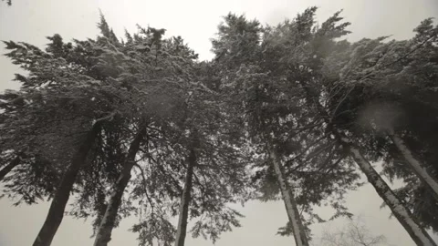 Tilt up in the trees in the middle of the snow 스톡 동영상 150871216