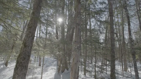 Tilt up trees into sunshine Stock Footage 114179621