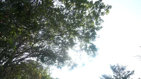 Tilt from trees to trail Stockbeeldmateriaal 98909698