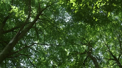 Tilt from treetops to ground Stock Footage 65305518