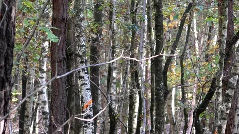 Tilt: Trunks of birch trees, beech trees, and pine trees in a forest in autumn Stock Footage 81456489