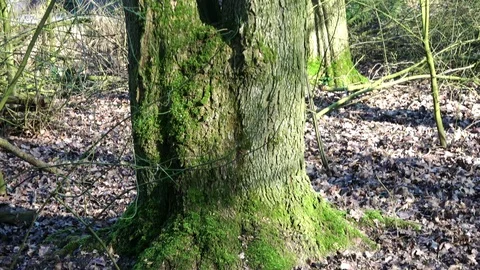 Tilt of a twin tree Video stock 126497230