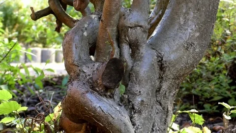 Tilt: Twisted trunk of corkscrew hazel tree with green leaves growing in garden Video stock 81177786