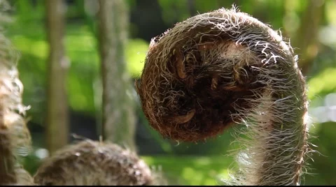 Tilt two large Tree Fern Fronds Stock Footage 879649