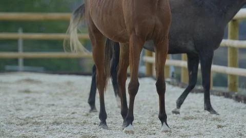 Tilt up of two stallions Stock Footage 86833851