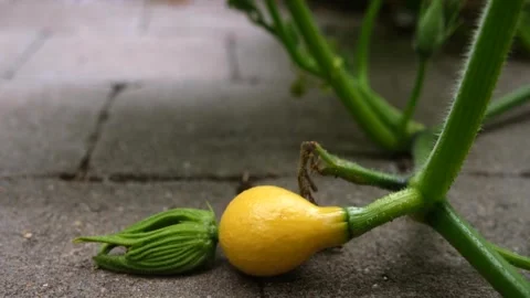 Tilt from a vibrant pumpkin leaf to a young squash Stock Footage 314049478