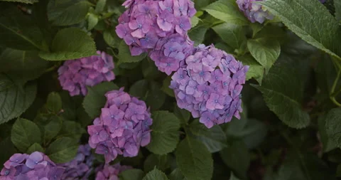 Tilt up Vibrant purple blue hydrangea blossoms large green leaves framed right Stock Footage 137929198