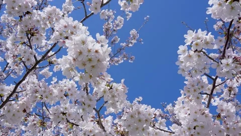 Tilt-UP video of Cherry trees lined street in full bloom. Stock Footage 257573140