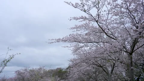 Tilt-UP video of Cherry trees lined street in full bloom. Stock Footage 295968990