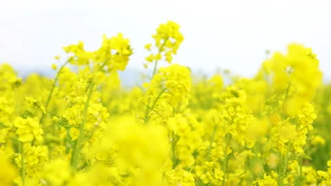 Tilt-up video shot of a field of rape blossoms. Stock Footage 148459615